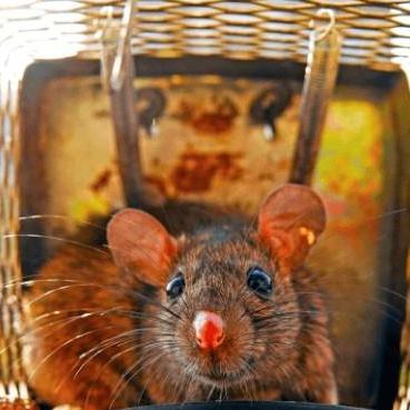 ratpestcontrolperth