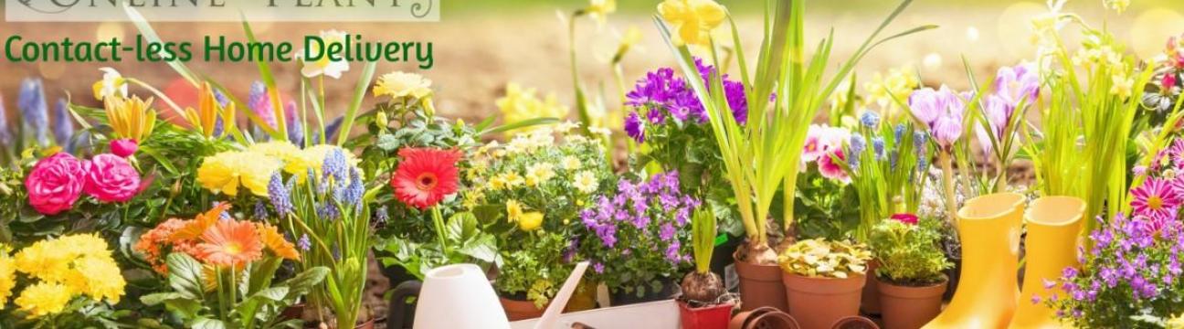 plantsonline